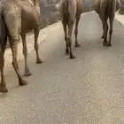 ابل عوادي