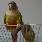 زوج كنيور اليف محلل اول مرا يبيضو غير مخصب