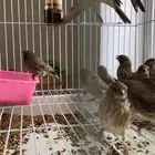 متوفر كمية حسون طائفي قري