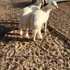 بهم حري