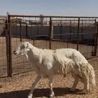 فحل حري صنف