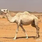 اعرض لكم ضروبه وضحاء معزوله منها بنتها مو جوده في المراح