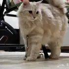 A playful cat is available for free.