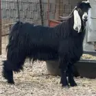 تيس فحل عارضي فاخر