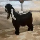 تيس عارضي. معرف تعريف قوي شرط قريع