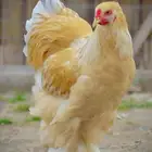 دجاج برهما شرورة