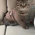 قط سكوتش تربل فولد