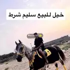 خيل سليم شرط والطول سبع بلك