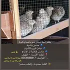 سمان حجم كبير