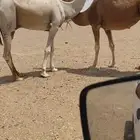 للبيع قعود كفو