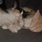 كيتن للتبني قطط للتبني