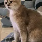 سكوتش فولد قولد انثى