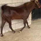 فحل ادهم ادبس صنف ( تم البيع )