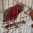 طير ضايع كوكاتو حي المطار