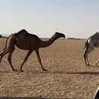 بكره صفراء مفروده دبيانيه