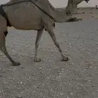 خفوت منتج