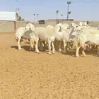خلفات حريات حرش 47 تحتها 46 بفحلها ( تم البيع )