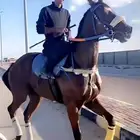 حصان سبق