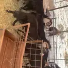 معزا سود بلديه