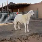 للبيع مشروع فحل حري صنف الصنف