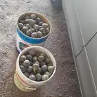 عندي تين بلدي محصول اليوم كما في الصوره البرميل على 100