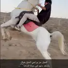 حصان عربي اصل محصن كل التحصينات ومشروط
