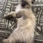 قطة مع كل مستلزمتها في رياض سليمانية