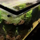 حوض سمك ( مباع )