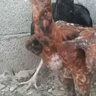 دجاج