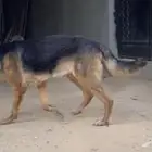 كلب جيرمن ((ذكر))