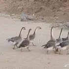 وز عراقي