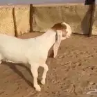 جفره هولنديه صنف