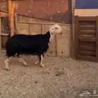 البيع رخلة جذعة صنف