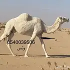 ضروبه مبيوع ولدها