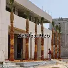 نخل وشنطنيا ونخل بلدي يوجد