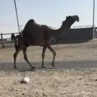 للبيع بكستانيه كفو