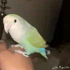 روز اليف و انتاج