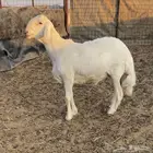 طلي حري لهواة الصنف فاخر ونادر جدا