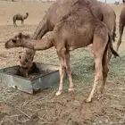 قعود للبيع