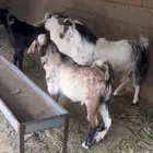 تيوس للبيع