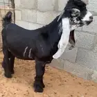تيس جذع عارضي عمره 8 شهور معرف يضرب