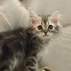 للبيع يوجد قطط أخرى لم يتم عرضهم