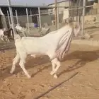 تيس فحل هولندي حجازي مطور
