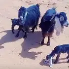 2 معزا مواليد ( تم البيع )