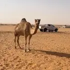 للبيع ناقه مهجنه