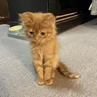 For adoption orange cat