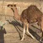 بكره حمرا طيبه من ساس بل طيبات الموقع العيص
