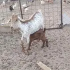 معزاء للبيع