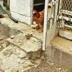 دجاج بلدي بفروخها
