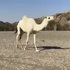 للبيع بكر ظروبة